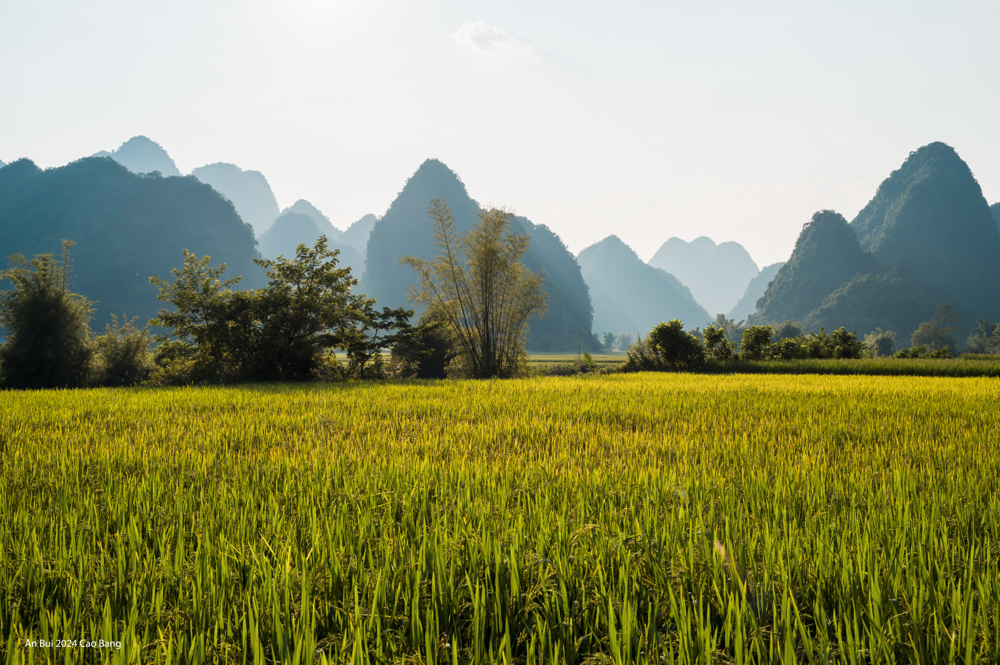 Mùa lúa chín vàng ở Trùng Khánh, Cao Bằng, vẽ nên một bức tranh thiên nhiên đẹp như mơ. Những cánh đồng lúa trải dài, vàng rực trong ánh nắng, tạo nên một khung cảnh thanh bình và nên thơ. Nằm ở vùng núi phía Bắc, Trùng Khánh mang trong mình sự quyến rũ riêng, không chỉ bởi địa hình đồi núi trùng lặp mà còn nhờ vào vẻ đẹp mộc mạc, giản dị của những cánh đồng lúa trong mùa thu\