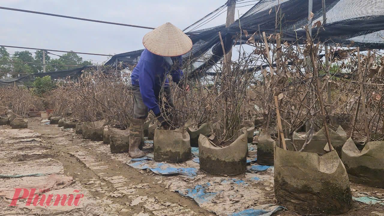 Những cánh đồng hoa cây cảnh chết đứng vì ngập nước - Ảnh: C.M