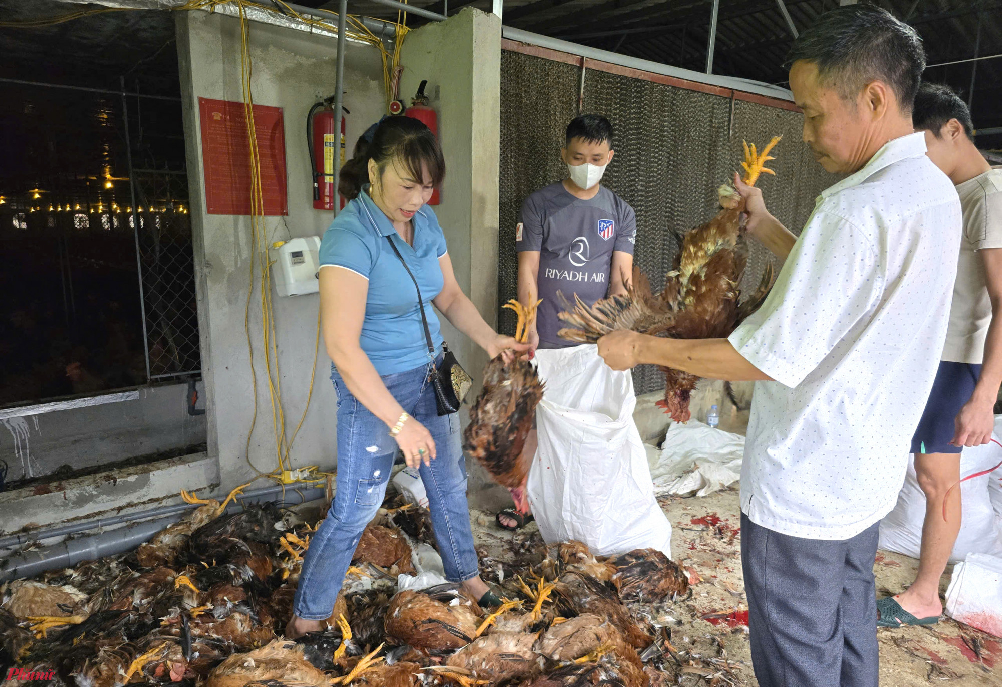 Sáng 23/9, trại gà của anh Nguyễn Ngọc Huy (xóm Hoà Hợp, xã Nghi Ân) bị nước tràn vào. Trong lúc đang tập trung di dời đàn gà đến chỗ cao ráo thì chập điện. Do chuồng trại khép kín, chỉ 20 phút sau hàng ngàn con gà lăn ra chết vì ngạt. 