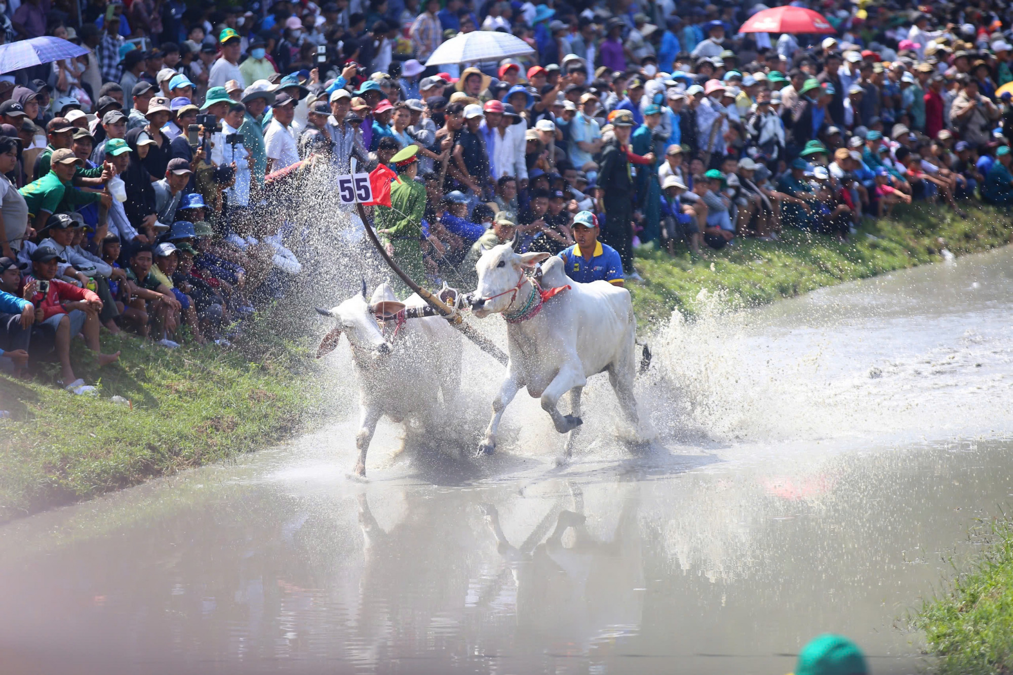 Ông Nguyễn Xuân Bằng, Giám đốc Đài Phát thanh - Truyền hình tỉnh An Giang - cho biết, hội đua bò Bảy Núi An Giang không chỉ thể hiện nét đẹp văn hóa truyền thống đậm đà bản sắc dân tộc của đồng bào Khmer mà còn là sân chơi thể thao, giải trí cho người nông dân Khmer sau những giờ lao động vất vả trên đồng ruộng - Ảnh: CTV