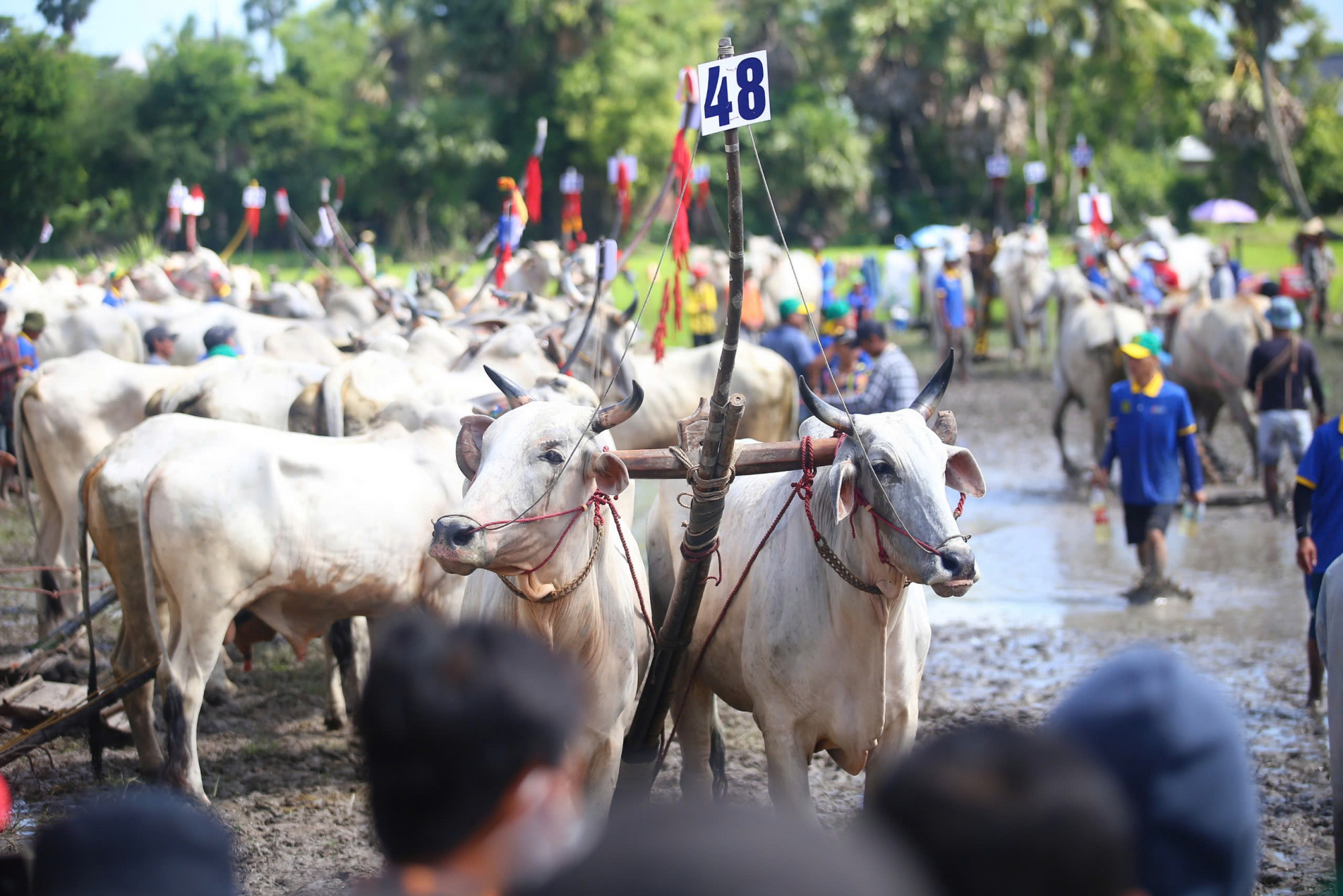 Trong 64 đôi bò tham dự giải có 2 đôi bò đến từ tỉnh Kiên Giang, còn lại của tỉnh An Giang. Ban tổ chức cho biết, hầu hết các đôi bò trong cuộc thi lần này đến từ các địa phương có đồng bào dân tộc Khmer sinh sống - Ảnh: CTV