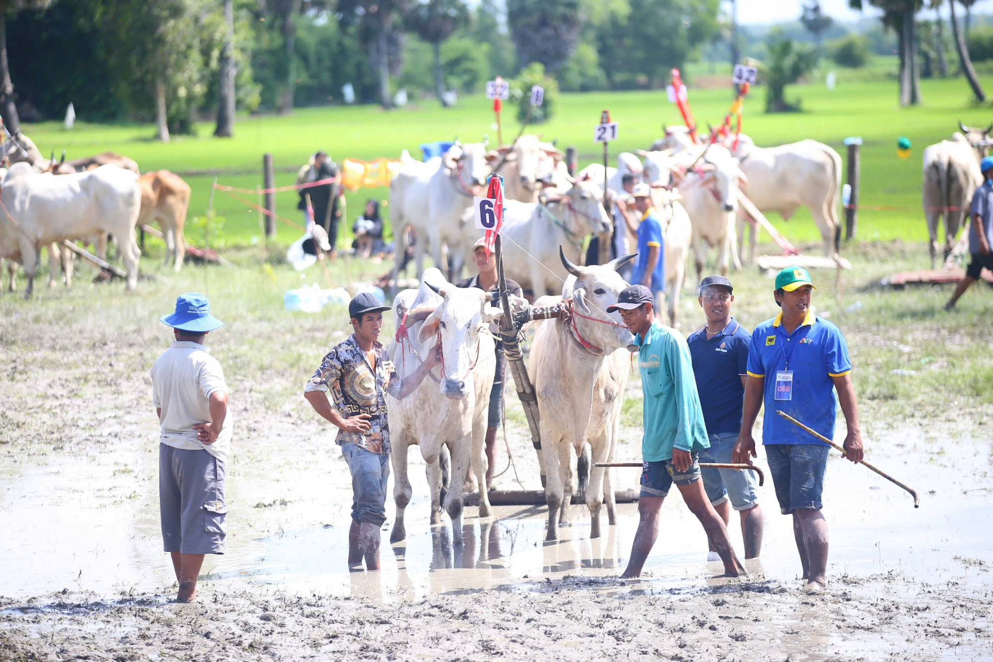 Hội đua bò diễn ra nhân dịp lễ Sene Dolta của đồng bào dân tộc Khmer. Hội thi lần này quy tụ 64 đôi bò được tuyển chọn từ vùng đất An Giang và Kiên Giang để tranh Cúp truyền hình An Giang - Ảnh: CTV