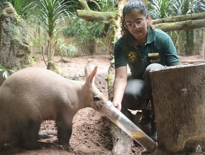 Cô Rajeish đang cho những con thú trong Night Safari ăn - Ảnh: Joyee Koo/CNA