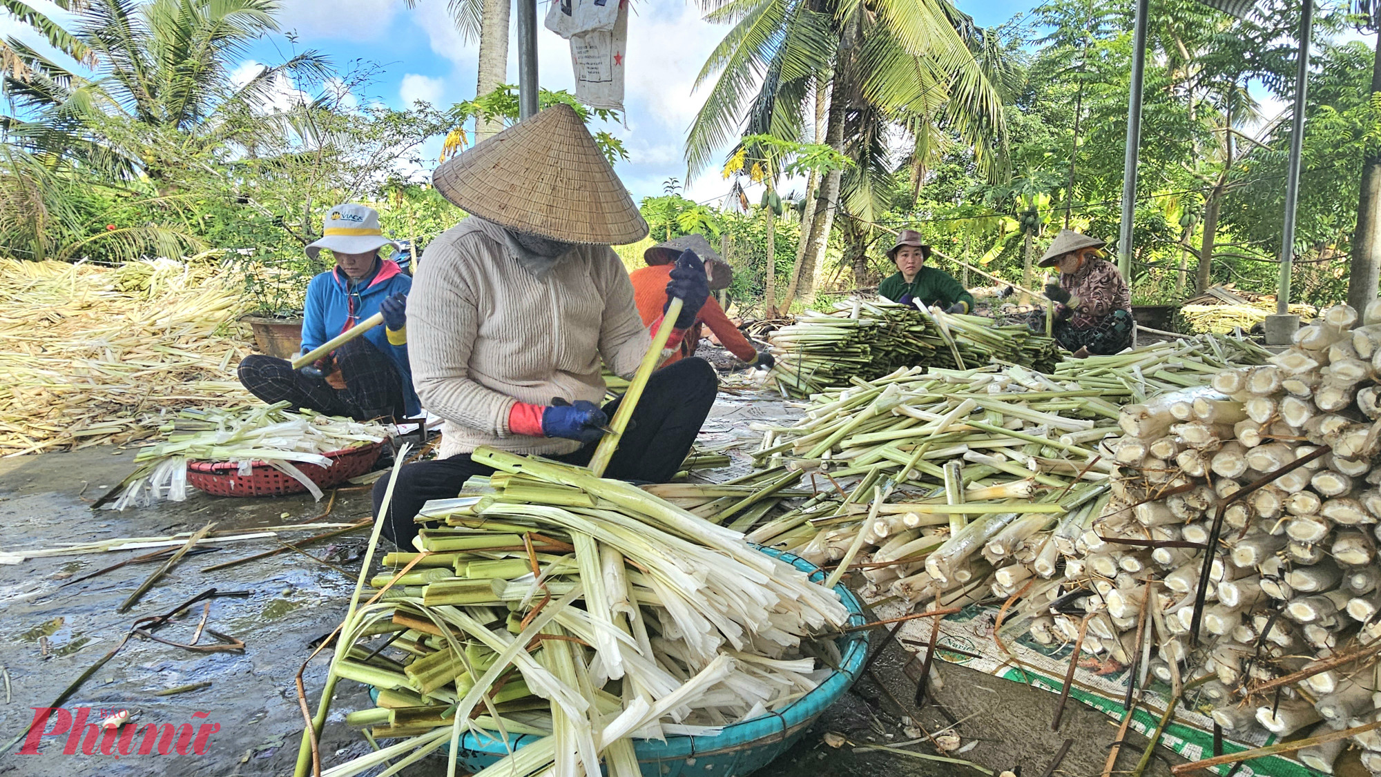 Chị Lê Thị Muội (47 tuổi) ấp 14, xã Khánh An cho biết, mỗi ngày có khoảng 10 lao động thu hoạch bồn bồn tại ruộng và hoàn thiện bồn bồn để giao cho thương lái và hợp tác xã - Ảnh Phú Hữu