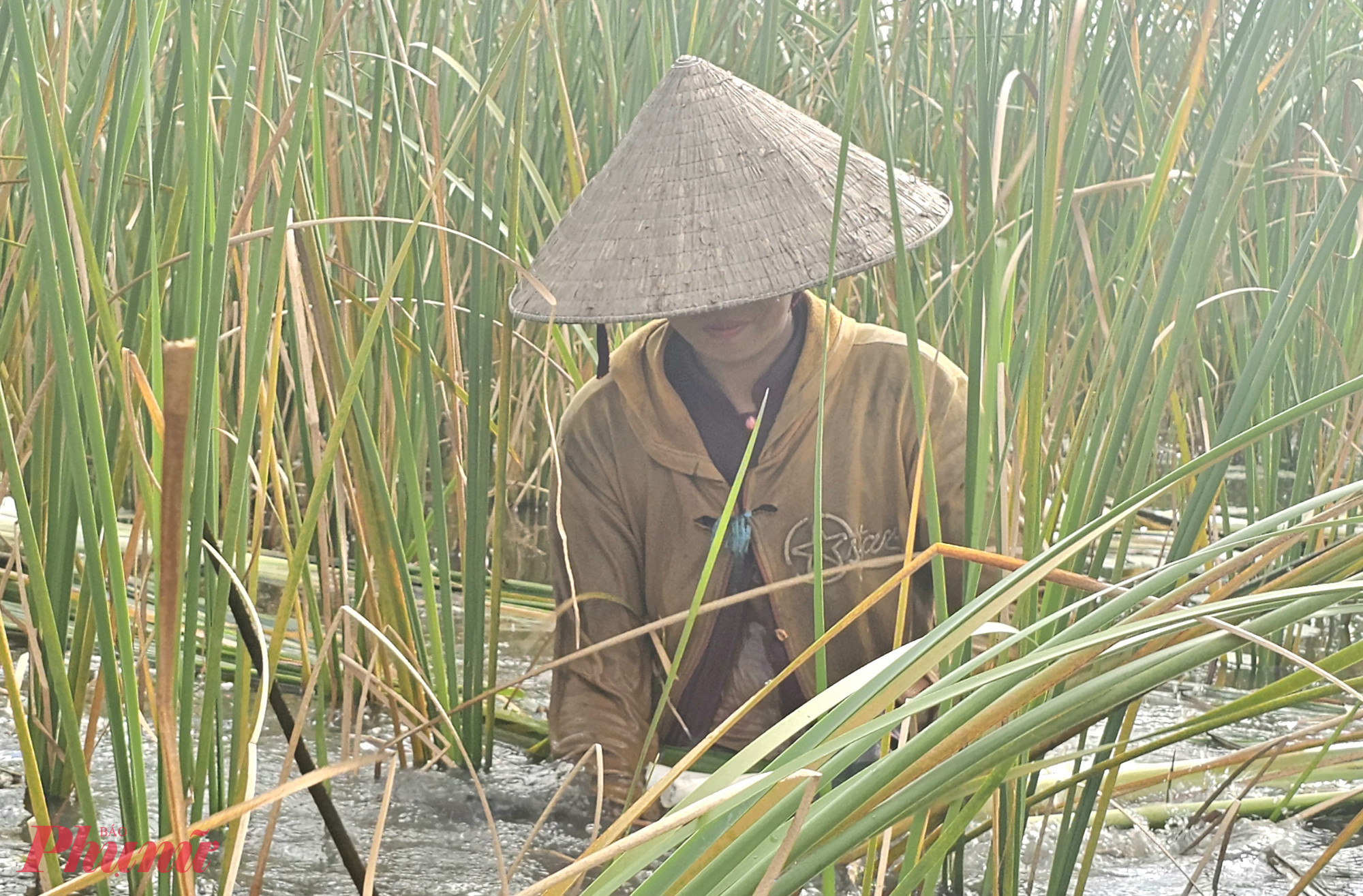 Những người thợ nhổ bồn bồn cho biết, nhổ từ nhà này sang nhà khác, cứ đều như vậy sáng nào cũng có công việc, không phải nghỉ ngày nào, thu nhập ổn định - Ảnh Phú Hữu