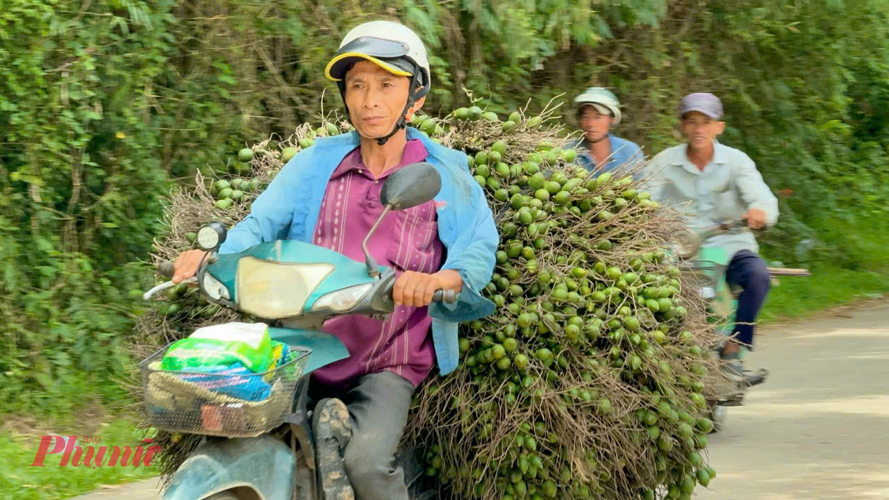 Khắp vùng Quảng Nam, Quảng Ngãi là xứ cau của miền Trung những ngày này đi đâu cũng nghe người dân bàn tán về giá cau. Có người xuýt xoa vì vừa bán cau hôm trước sang hôm sau đã thấy tiếc vì giá tăng liên tục.