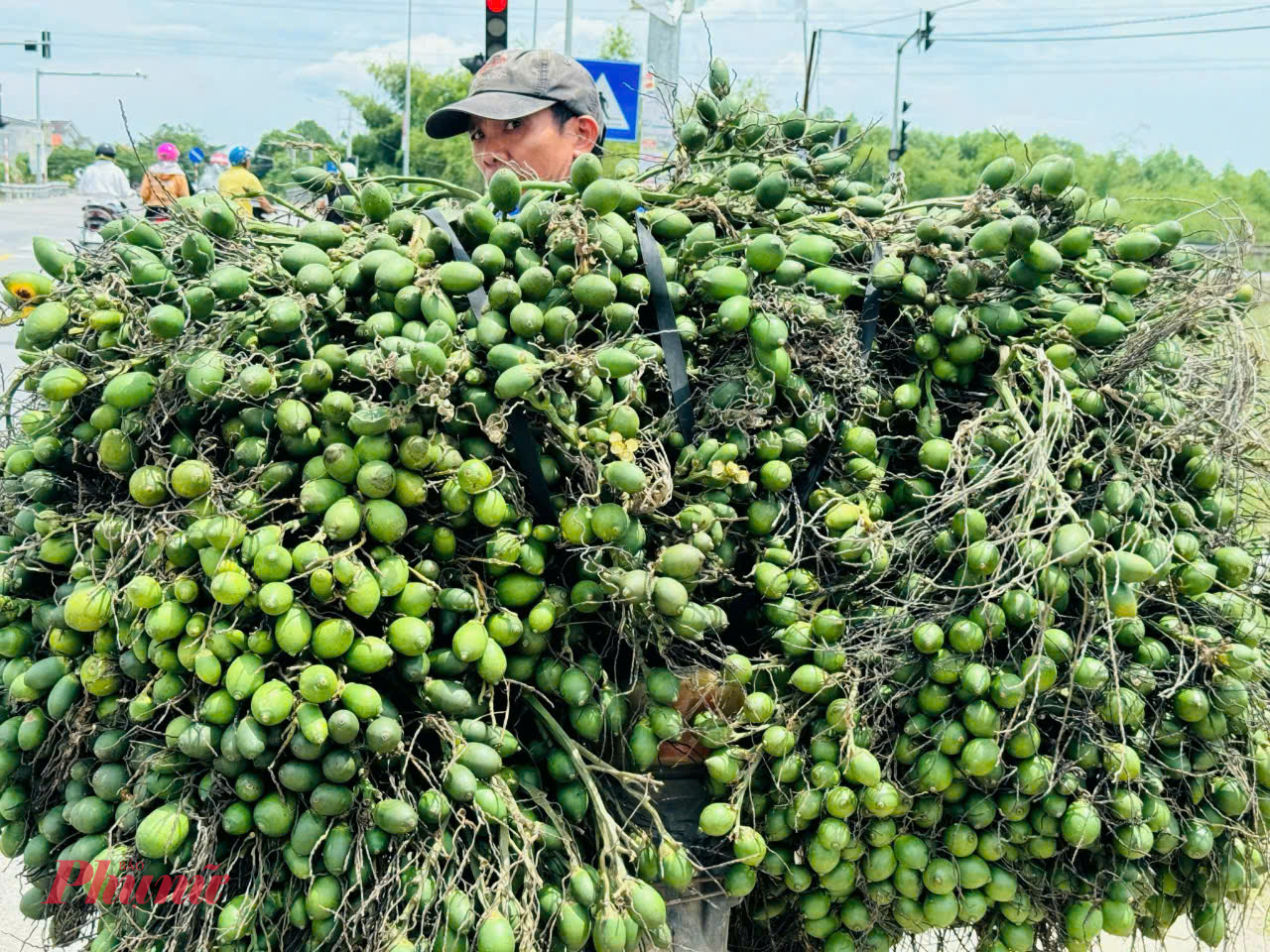 Nhà ông Duy có vườn cau gần 300 cây, một cây cau có 3-4 buồng, mỗi buồng cả chục kg. Mỗi đợt xuất bán cách nhau khoảng 20 ngày.