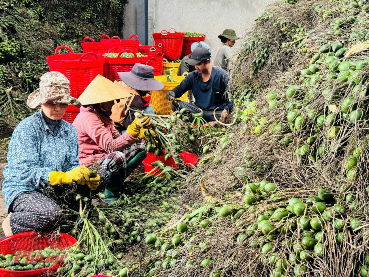 Giữa tháng 9, ông Duy bán một đợt với giá chưa đến 70.000 đồng/kg. Chỉ vài hôm sau, giá tăng lên 75.000 đồng/kg và hiện đã chạm mốc 80.000 đồng/kg.