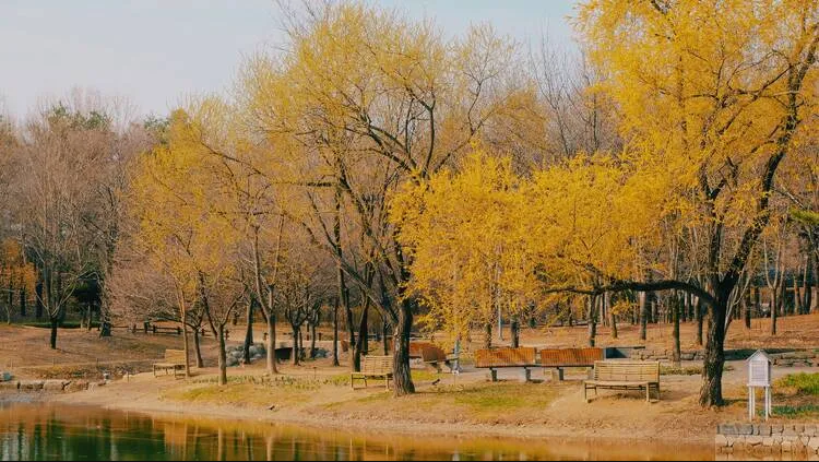 Nằm bên sông Hàn ở Seongdong-gu, đối diện với khu Gangnam giàu có, Seoul Forest là điểm đến thư giãn của người địa phương. Ở đây có những hồ nước và đường đi bộ để ngắm rừng lá phong đỏ và vàng. Công viên còn có sở thú nên phù hợp cho gia đình tận hưởng thiên nhiên. Ảnh: Minku Kang