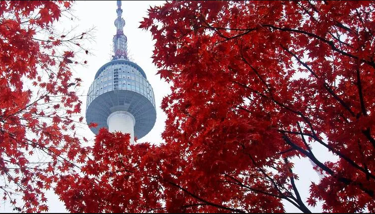 Công viên Namsan ở Seoul là một địa điểm không thể bỏ qua để chiêm ngưỡng lá mùa thu. Cây phong và cây bạch quả biến đổi nơi đây rực rỡ sắc đỏ và vàng. Còn  lên tháp N Seoul thì sẽ nhìn toàn bộ thành phố. Nếu muốn tận hưởng một chút sang trọng thì hãy lưu trú những khách sạn năm sao gần đó để ngắm nhìn Namsan tuyệt đẹp vào những sáng mùa thu. Ảnh: Kenneth Bastian