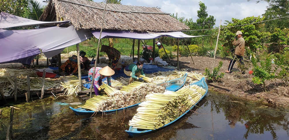 Cây bồn bồn đã mang lại nguồn thu nhập khá và ổn định cho nhiều người dân ở Cà Mau