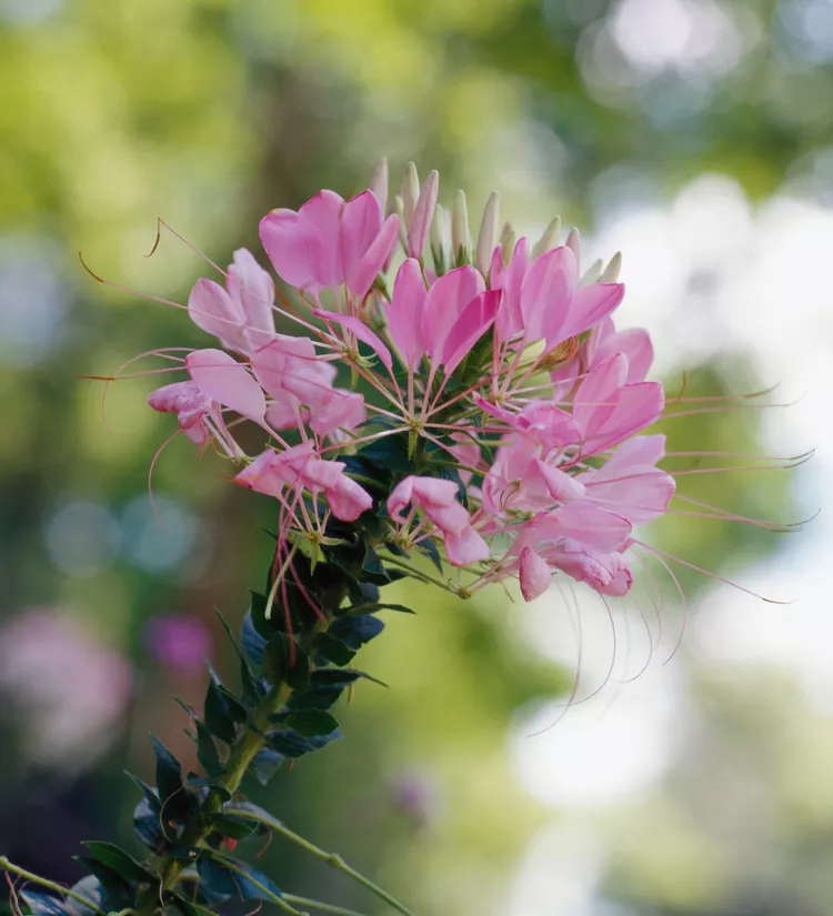 Cleome Hoa Nhện Cleome Matthew Benson Một loại cây trồng trong vườn nhà hoàn hảo, hoa cleome hoặc hoa nhện mang những bông hoa thơm ngát với các sắc thái trắng, hồng, đỏ tía và tím. Thật dễ dàng, nó thực tế tự nảy mầm! Trên thực tế, trong nhiều vườn hoa, nó tự gieo hạt năm này qua năm khác. Bắt đầu trồng những cây hàng năm này trong nhà từ sáu đến tám tuần trước ngày sương giá cuối cùng trung bình; chúng không cần được che phủ vì hạt giống cần ánh sáng để nảy mầm. Bạn cũng có thể trồng hạt giống trực tiếp trong vườn, nhưng bạn sẽ muốn đợi cho đến khi đất ấm lên. Hạt giống Cleome thường nảy mầm trong một đến hai tuần.