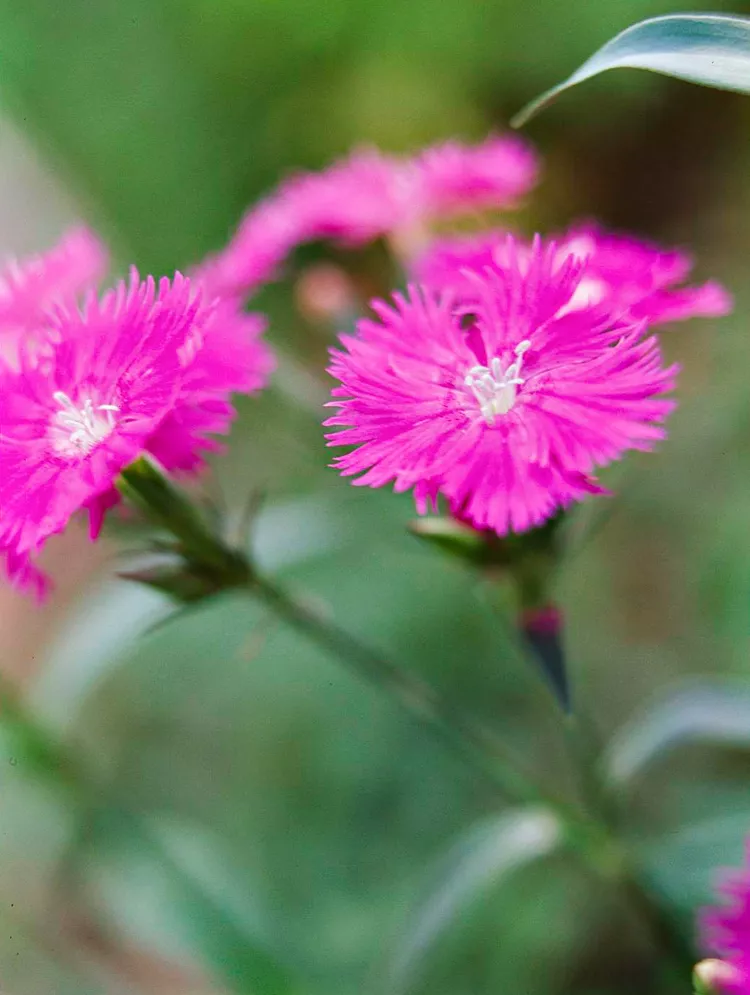 Hoa cẩm chướng ( loài và giống lai Dianthus ) được đặt tên không phải vì màu sắc của chúng—mặc dù nhiều loài có màu hồng—mà vì lá răng cưa của chúng, trông giống như ai đó cắt chúng bằng kéo cắt cành. Hoa thường có mùi giống như một loại gia vị thơm, chẳng hạn như hạt nhục đậu khấu hoặc đinh hương. Nhiều loại cây lâu năm sống ngắn này, bao gồm cả hoa cẩm chướng Trung Quốc (Dianthus chinensis), mọc thành từng gò cao từ 6 đến 12 inch với tán lá xanh lam giống như cỏ. Hoa cẩm chướng ngọt ( D. barbatus ) cao tới 2 feet. Hoa cẩm chướng cheddar ( Dianthus gratianopolitanus ) và hoa cẩm chướng maiden ( Dianthus deltoides ) cũng thuộc họ này.