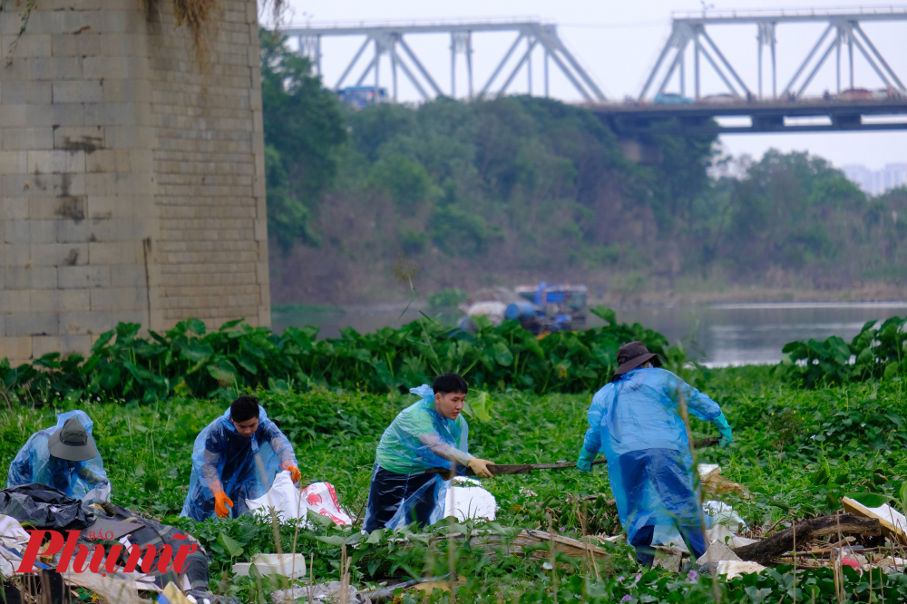 Mặc dù mưa rét, các Tình nguyện viên vẫn lội nước, đội mưa chung tay làm sạch bờ vở sông Hồng.