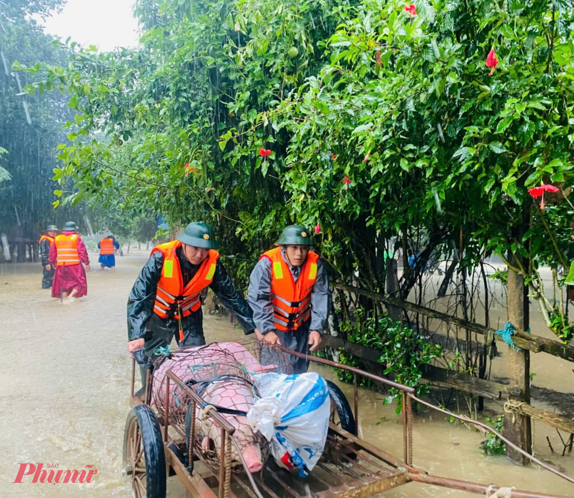 Vật nuôi của bà con được Đồn Biên phòng Làng Ho, Bộ đội Biên phòng tỉnh Quảng Bình sơ tán người và tài sản ở bản Mít Cát, xã Kim Thủy