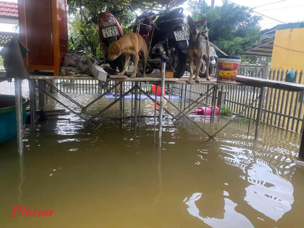 Người dân Lệ Thủy di chuyển gia súc đồ dạc lên cao để tránh lũ