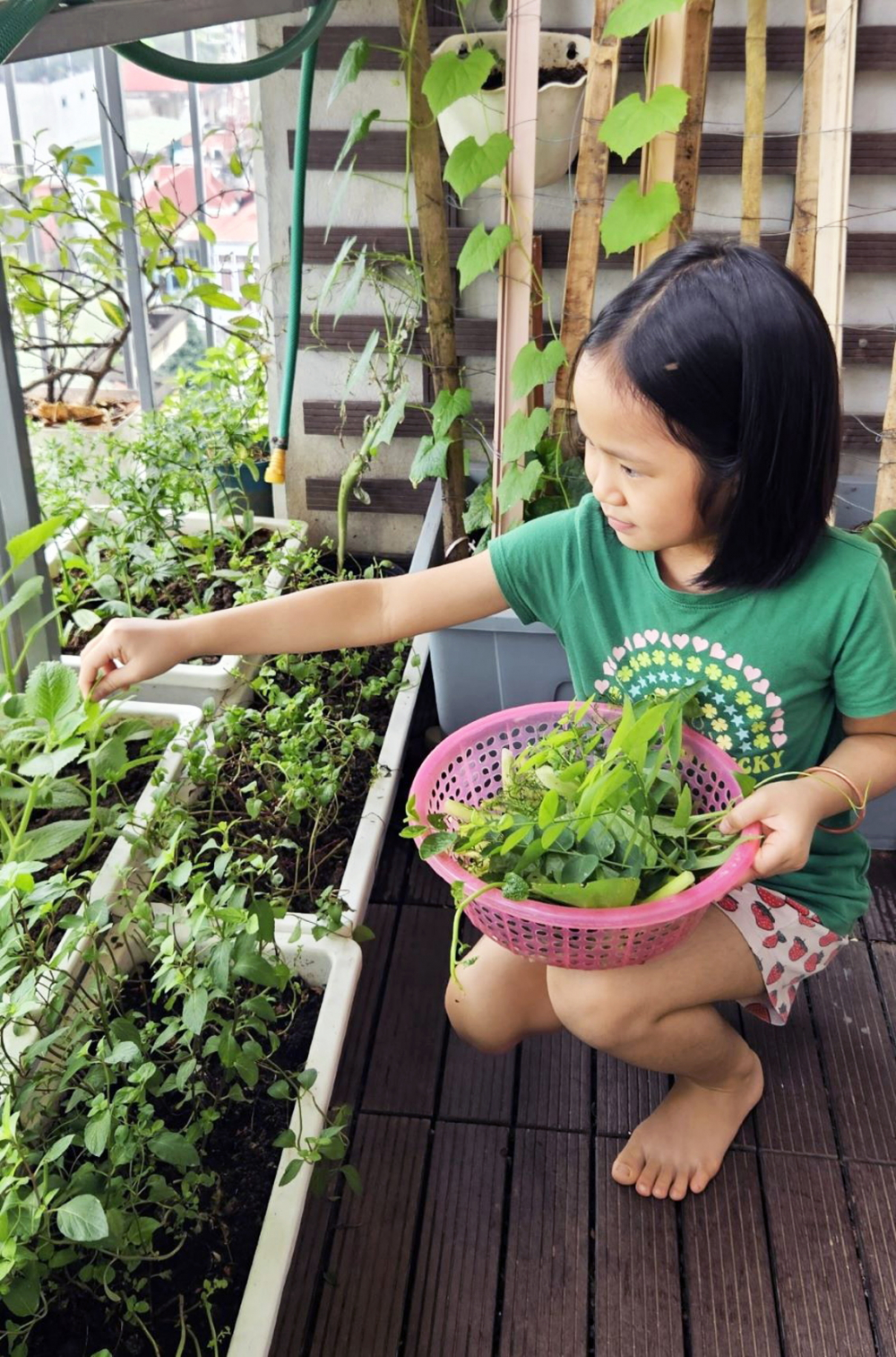 Thu hoạch rau trên ban công - Ảnh do nhân vật cung cấp