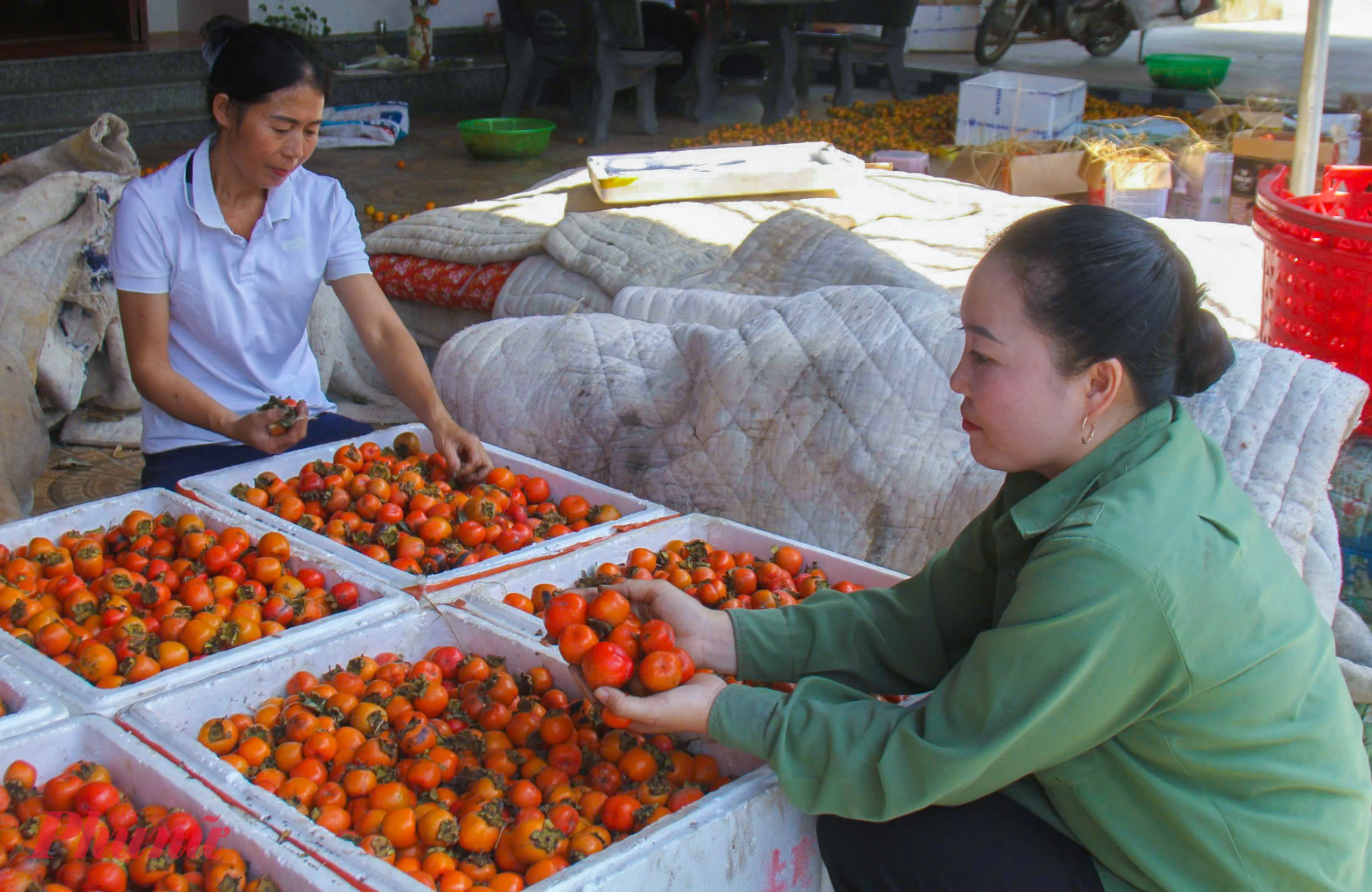 Giá hồng tăng mạnh do liên tục mất mùa - Ảnh: Phan Ngọc