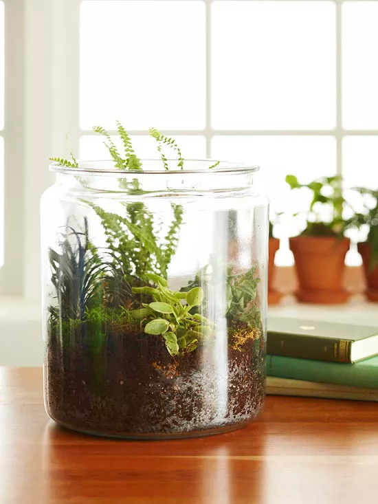 Dự án vườn tự làm Terrarium hồ cạn Chúng tôi thích hồ cạn vì khả năng mang màu xanh đến bất kỳ không gian trong nhà nào—bất kể mùa nào bên ngoài. Tự làm hồ cạn để trang trí bàn làm việc, làm vật trang trí trung tâm bàn ăn hoặc mang lại sức sống cho bất kỳ nơi nào trong nhà bạn, miễn là nơi đó đủ sáng và tránh xa nguồn nhiệt đáng kể, như bộ tản nhiệt hoặc lò sưởi.