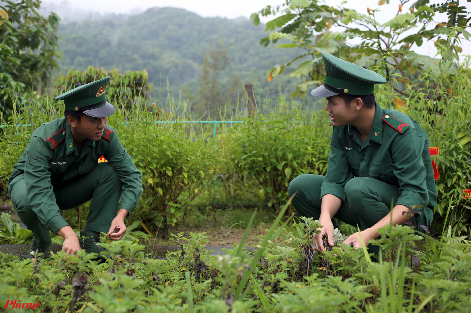 Vườn thuốc nam