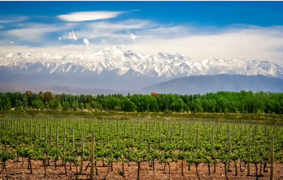  Những vườn nho có tầm nhìn ra núi ở Mendoza, Argentina. Ảnh: Pawel Opaska/iStockphoto/Getty