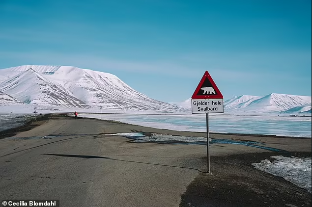 Gấu Bắc Cực có thể thấy ở bất cứ đâu trên Svalbard vào bất kỳ lúc nào nên người dân thường mang theo súng bắn pháo sáng. Khi thấy gấu Bắc cực hãy đi đến nơi an toàn, sau đó gọi sysselmester và gấu sẽ ra khỏi thị trấn.