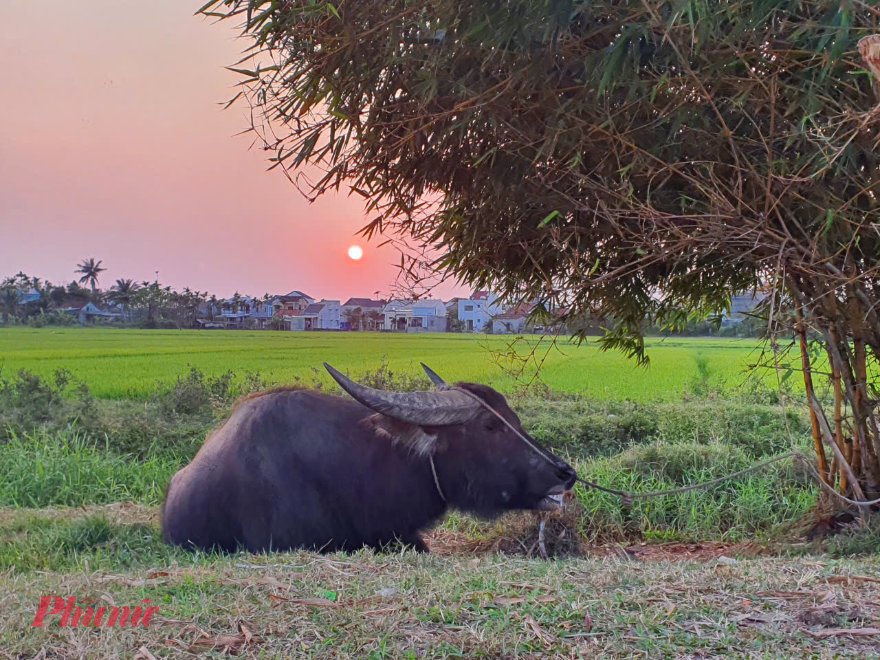 Ngắm nhìn hoàng hôn và những chú trâu thư thái