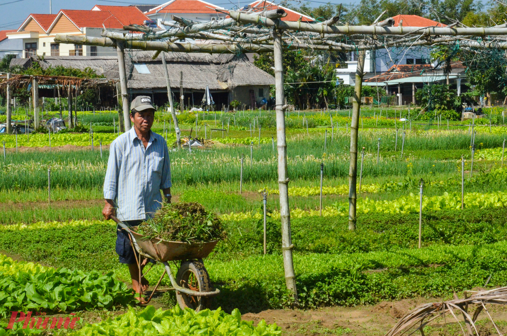 Làng Trà Quế mang tính đặc thù của một đảo sông gần biển, được bao bọc bởi sông Cổ Cò và đầm Trà Quế mang đến khí hậu ôn hòa, thổ nhưỡng tươi tốt, tạo điều kiện thuận lợi để người dân nơi đây sáng tạo và phát triển nghề trồng rau theo phương thức hữu cơ lâu đời.