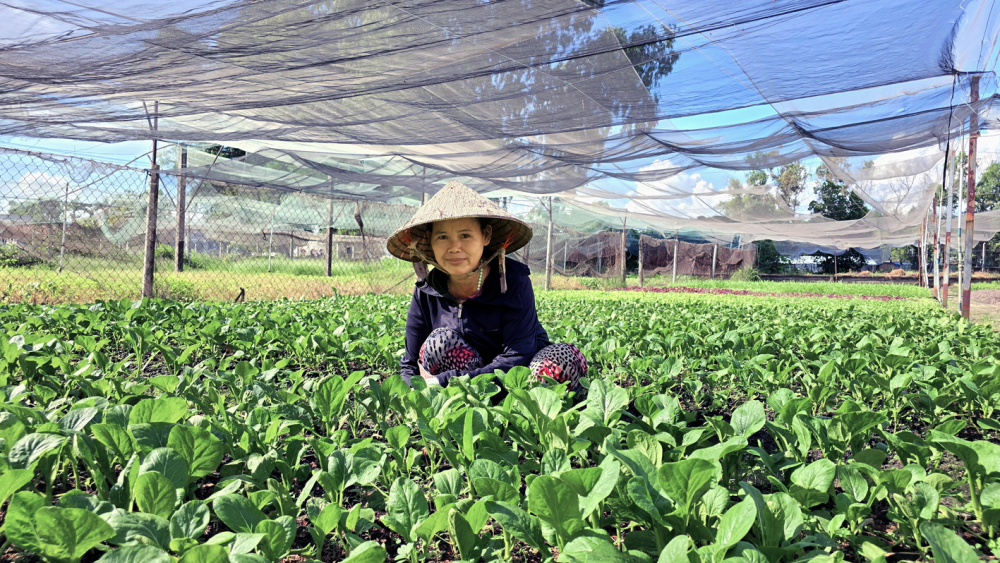 Vườn rau, trái của chị Nguyễn Thị Tuyết ở xã Tân Phú Trung, huyện Củ Chi, TPHCM - ẢNH: DIỄM TRANG