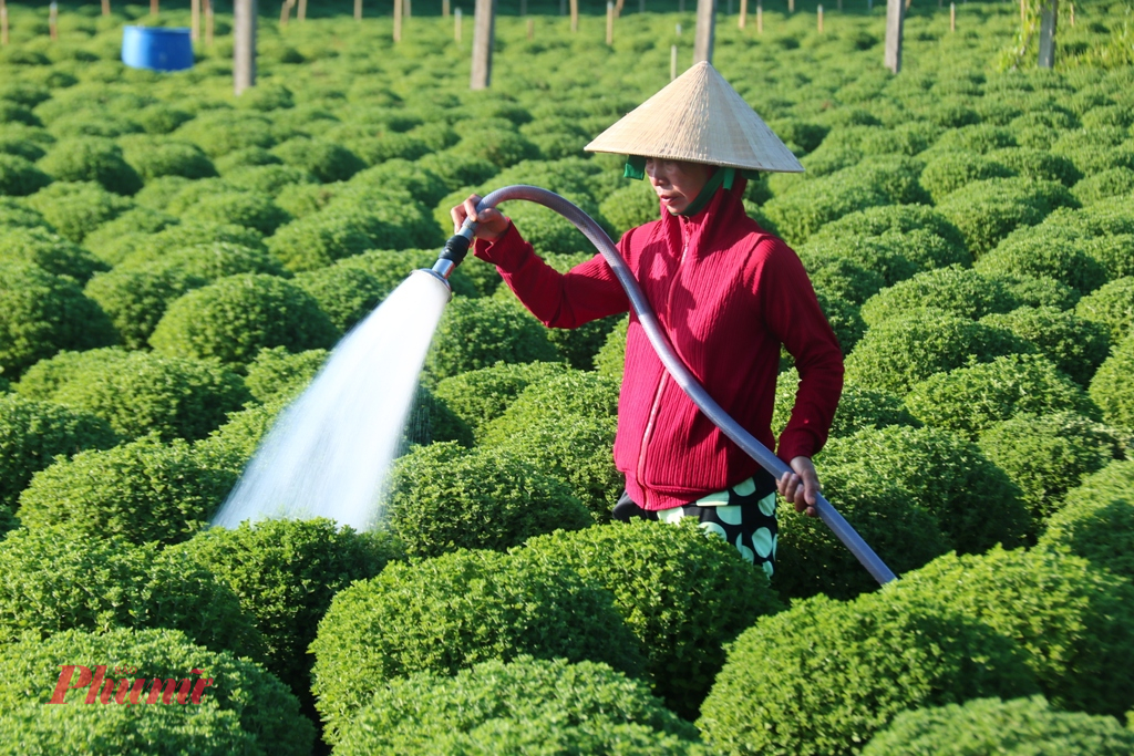 Nông dân xã Long Thới (huyện Chợ Lách, tỉnh Bến Tre) tất bật chăm sóc cúc mâm xôi vụ tết - Ảnh: Thanh Lâm