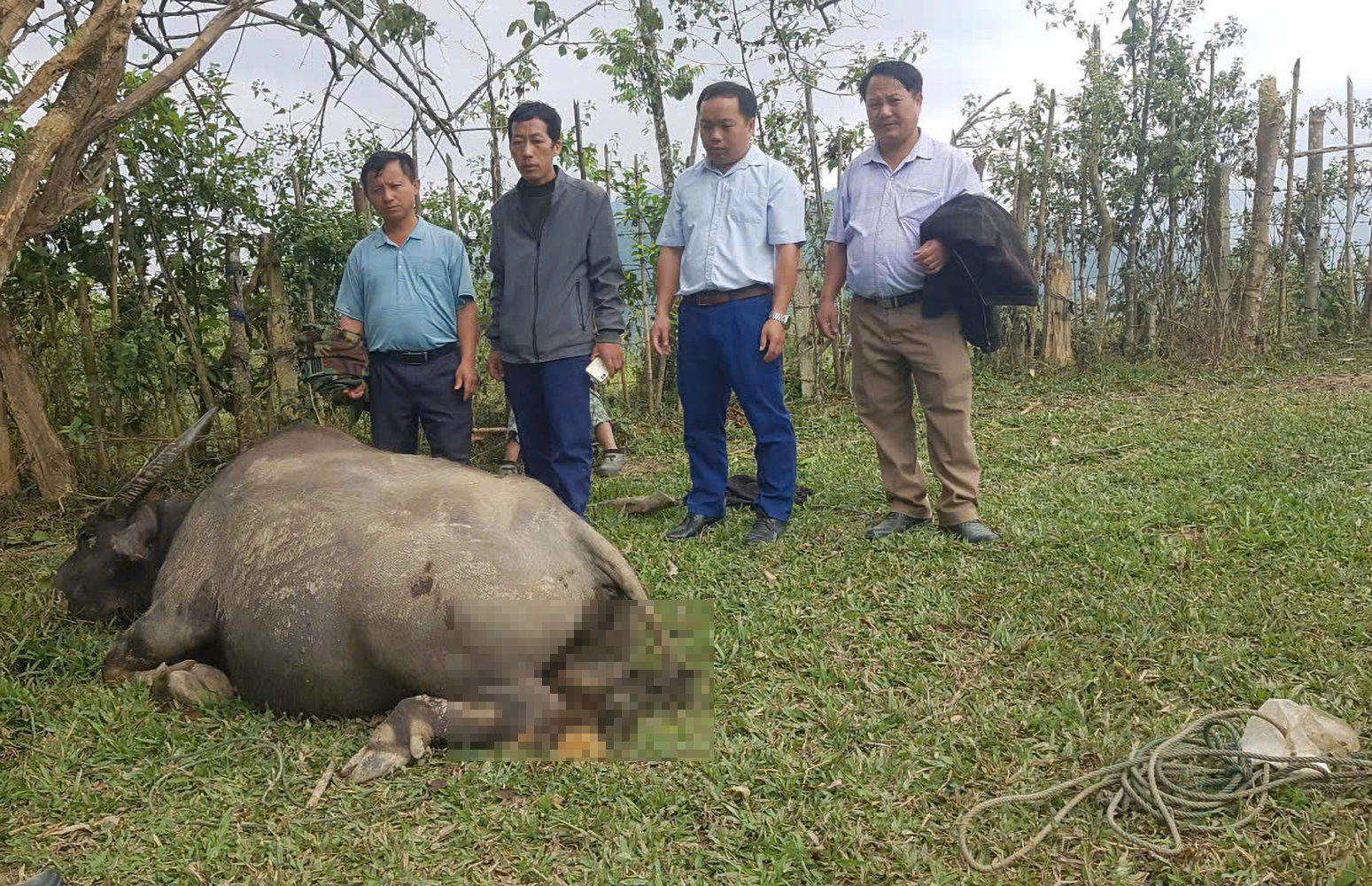 Lực lượng chức năng kiểm tra đàn trâu chết do dịch ung khí thán ở xã Huồi Tụ - Ảnh: Khánh Trung