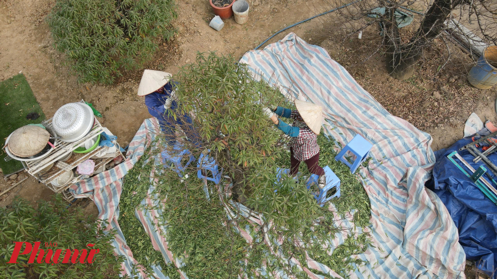 Người dân cho biết tuốt lá đào là một trong những khâu quan trọng nhất, phải được thực hiện đúng thời gian để đào ra được mắt