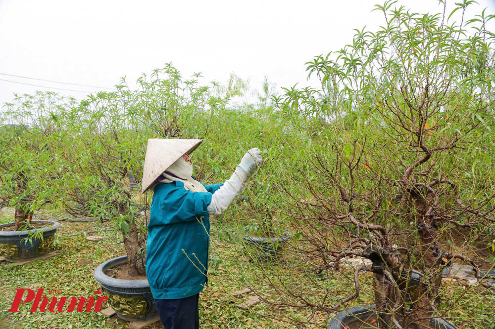 Do lượng cây cần xuống lá còn nhiều nên các chủ hộ trồng đào còn phải thuê thêm nhân công để đẩy nhanh tiến độ tuốt lá. Trung bình, mỗi nhân công tuốt lá đào sẽ kiếm được khoảng 350.000-400.000 đồng/ ngày công.