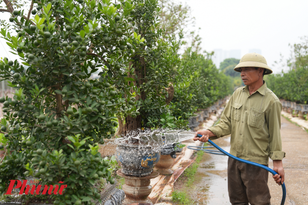 Nhà vườn của chị mỗi năm làm ra gần 1.000 cây quất mộc căn. Tuy nhiên, hầu hết cây đã được khách đặt hàng từ tháng 10' - chị Trang nói thêm.