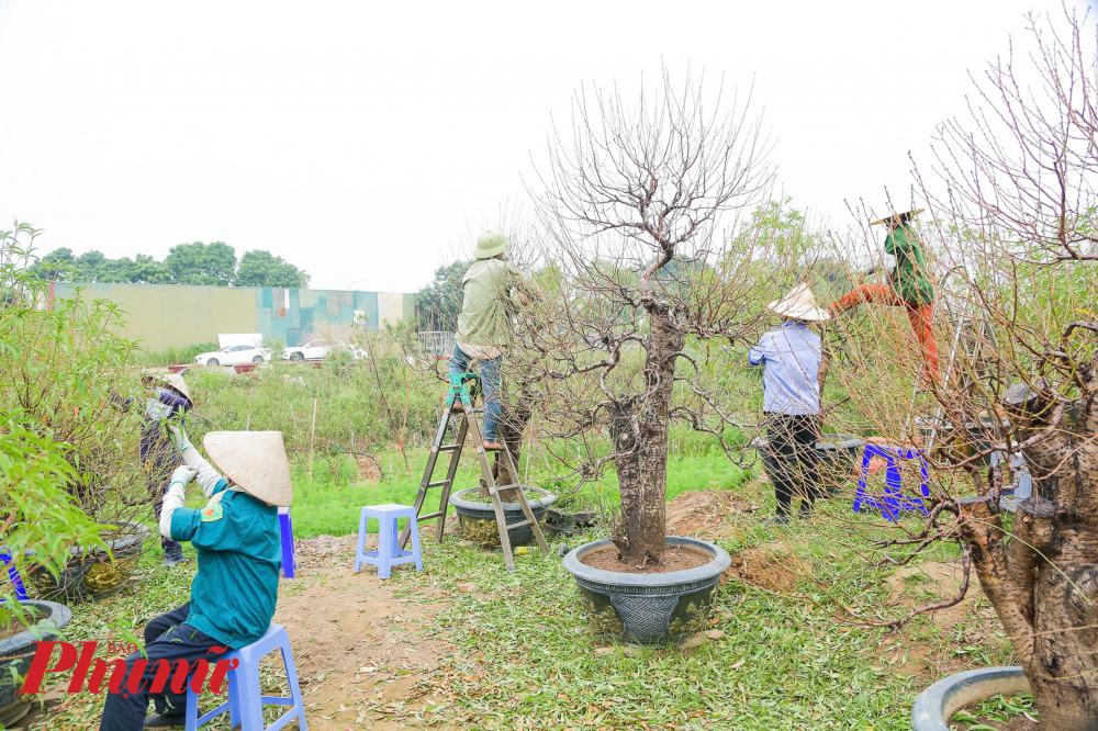 Những hộ trồng đào ở xa bờ sông vẫn còn giữ được một lượng lớn gốc đào, ít bị thiệt hại bởi bão.