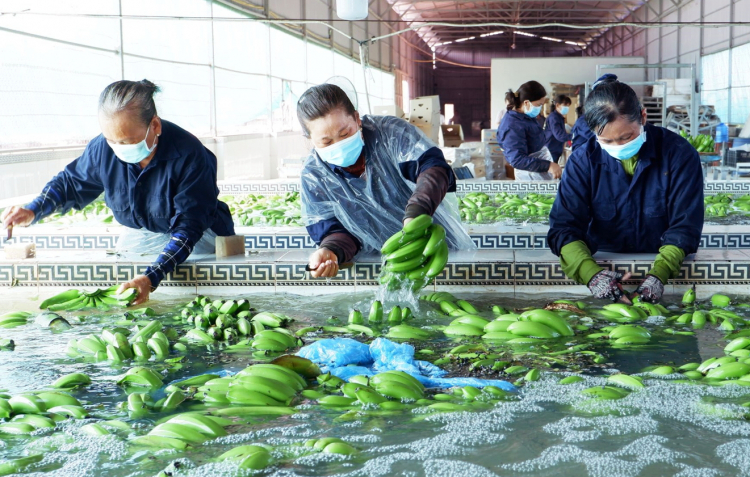 Các lao động nữ đang thực hiện các khâu để đóng gói chuối xuất khẩu tại một nhà máy ở tỉnh An Giang - Ảnh: HUỲNH LỢI