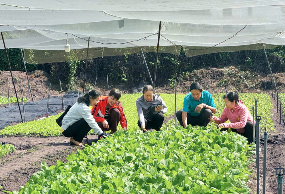 Các nữ nông dân ở thị trấn Củ Chi, huyện Củ Chi tham gia lớp đào tạo kỹ thuật trồng rau theo tiêu chuẩn VietGAP và IPM của Trường trung cấp Kỹ thuật nông nghiệp TPHCM - Ảnh: L.K.