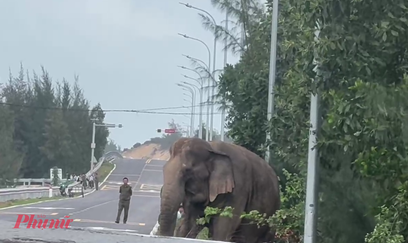 Chú voi lang thang trên đường