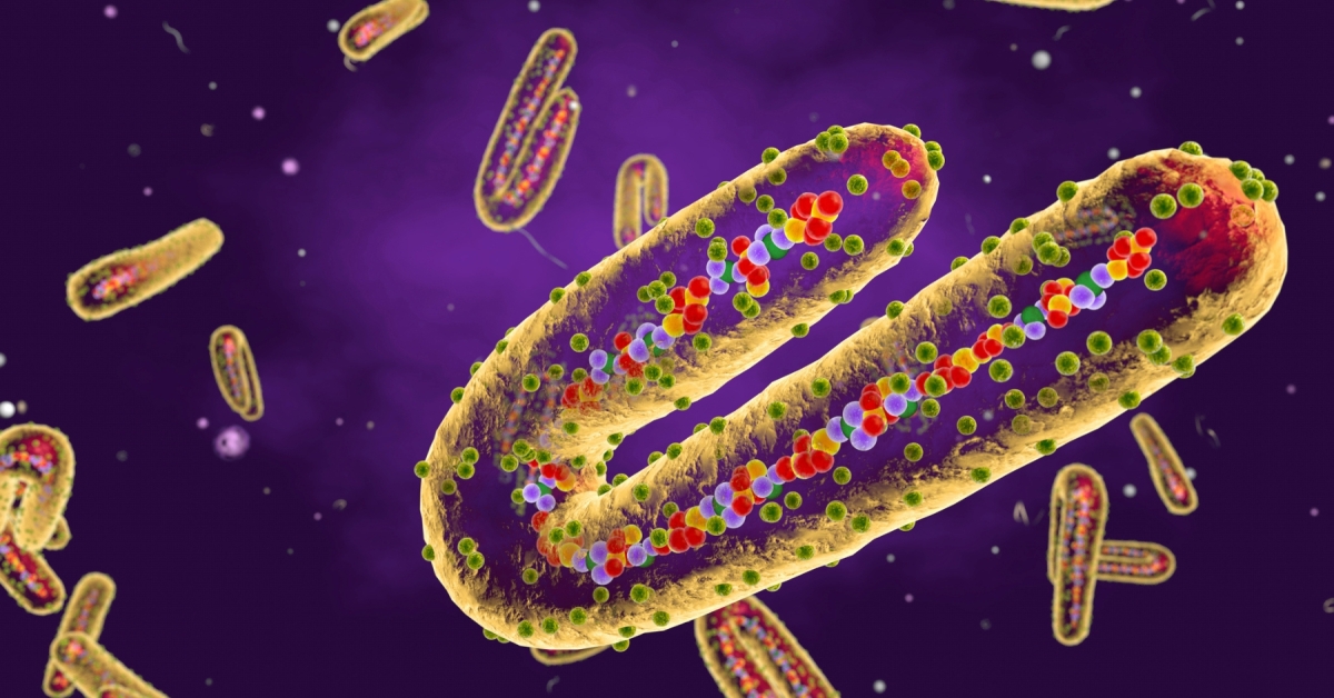 Vi-rút Marburg có họ hàng với Ebola, nguyên nhân khiến người bệnh chảy máu từ các lỗ chân lông.