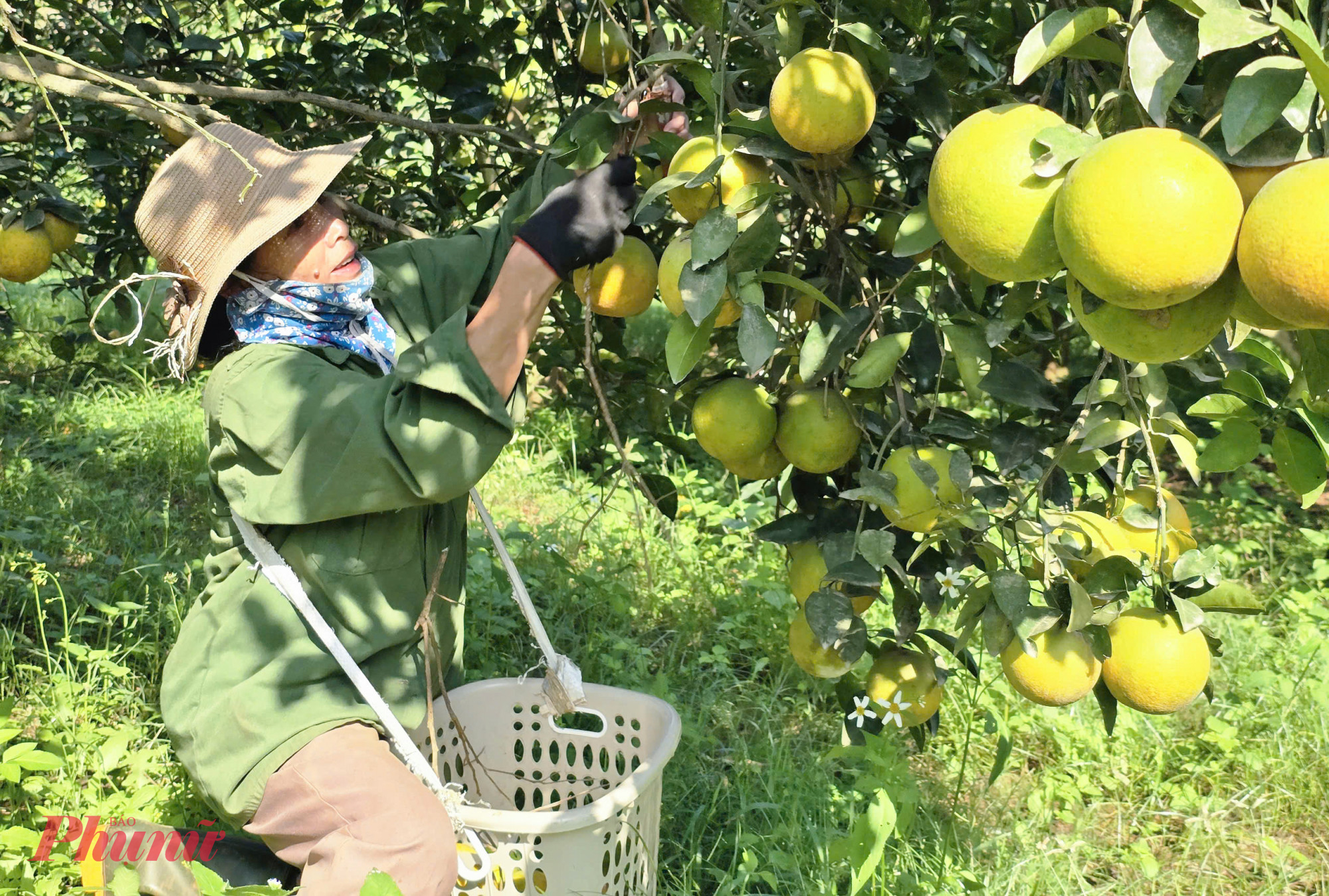 Các chủ vườn cam Vinh bắt đầu vào vụ thu hoạch, cung ứng ra thị trường