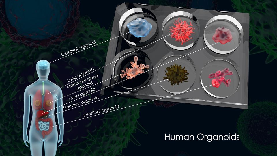 Organoid có thể mở ra hướng đi an toàn, hiệu quả lẫn tiết kiệm hơn cho những dự án thử nghiệm - điều chế thuốc mới. - Ảnh: iStock