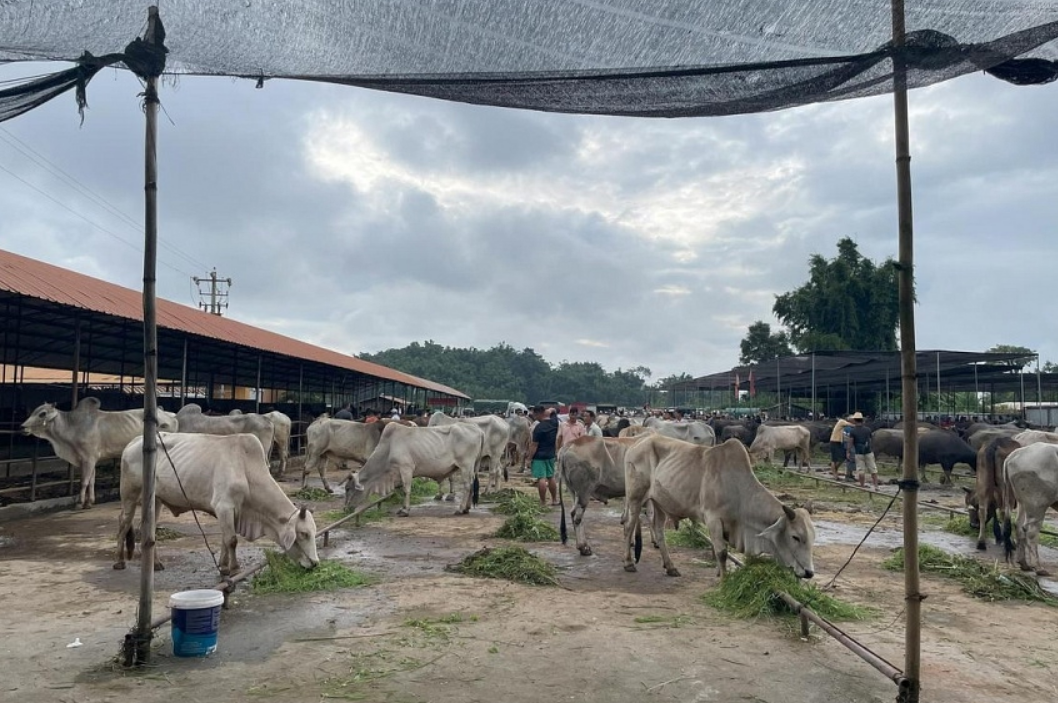 Bò và trâu được bán tại một chợ gia súc ở thành phố Mangshi, tỉnh Vân Nam, Trung Quốc, vào ngày 14 tháng 9. Chợ này nằm gần biên giới phía bắc của Myanmar và nổi tiếng với việc bán gia súc nhập lậu từ Myanmar - Ảnh: Straitstime