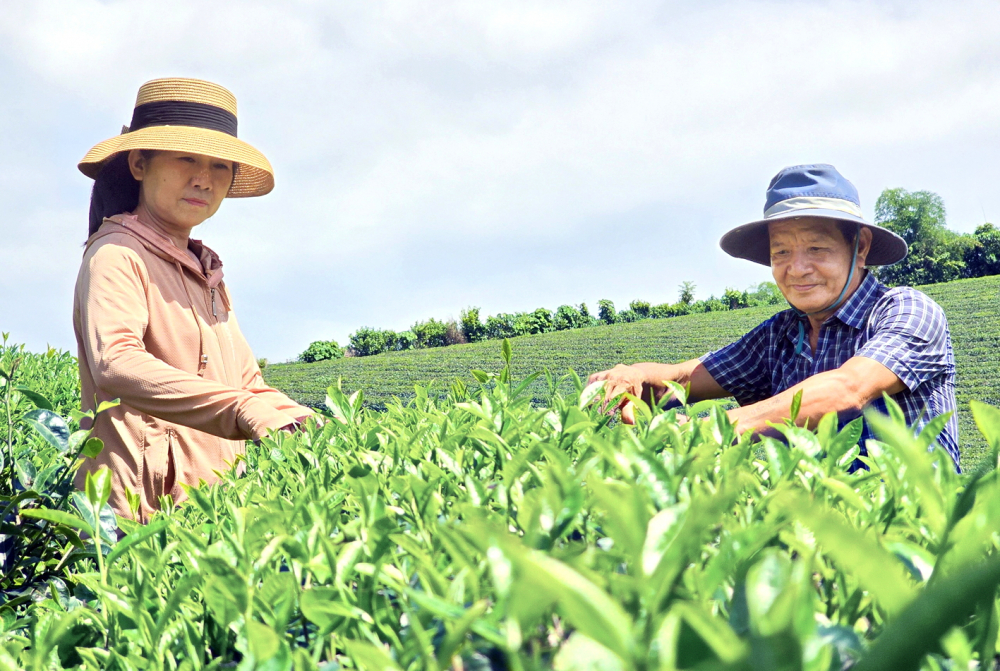 Ông Võ Văn Đồng (xã Hùng Sơn, huyện Anh Sơn, tỉnh Nghệ An) cùng vợ kiểm tra đồi chè trước khi thu hoạch