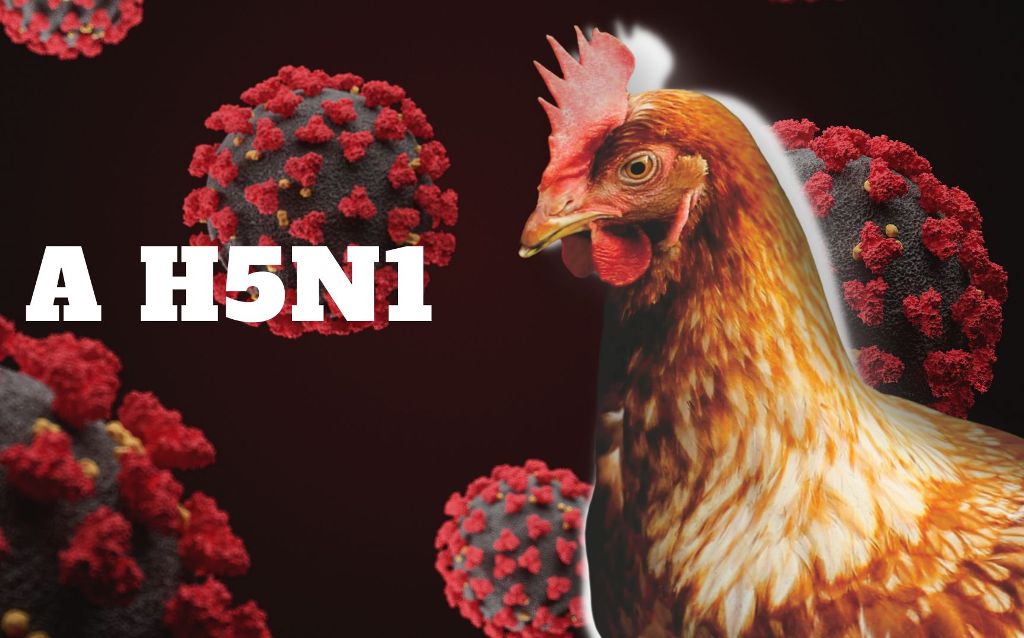 Cúm A/H5N1 - Ảnh minh họa