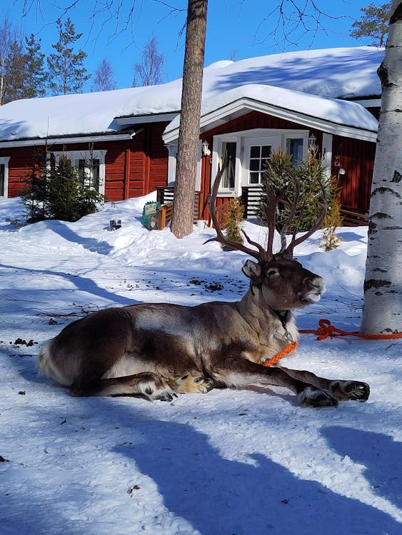 Nhiều tour du lịch đến Rovaniemi bị hủy vì không có tuyết