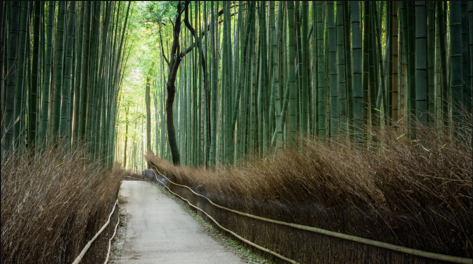 Rừng tre Arashiyama, Kyoto. Arashiyama được biết đến với những lùm tre dày và cao chót vót. Hãy đến từ 6-8 giờ sáng để tránh đám đông và có trãi nghiệm trong khu rừng nhỏ độc đáo. Sau khi rời rừng tre, hãy ghé đền Tenryu-ji, công viên khỉ Iwatayama và công viên Arashiyama ở gần đó - Ảnh: Des Paroz/Flickr