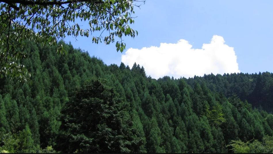 Rừng Kibune và Kurama, Kyoto. Đây là yêu thích của người dân địa phương vì sự huyền bí của nó. Ở đây có những con đường mòn đẹp như tranh vẽ, nhìn toàn cảnh núi non và có bồn tắm ngoài trời. Khu rừng trông thật kỳ diệu vào mùa xuân, mùa hè (tháng Sáu - tháng Tám) và thậm chí cả mùa đông (tháng Mười hai - tháng Hai) - Ảnh:jpellgen/Flickr