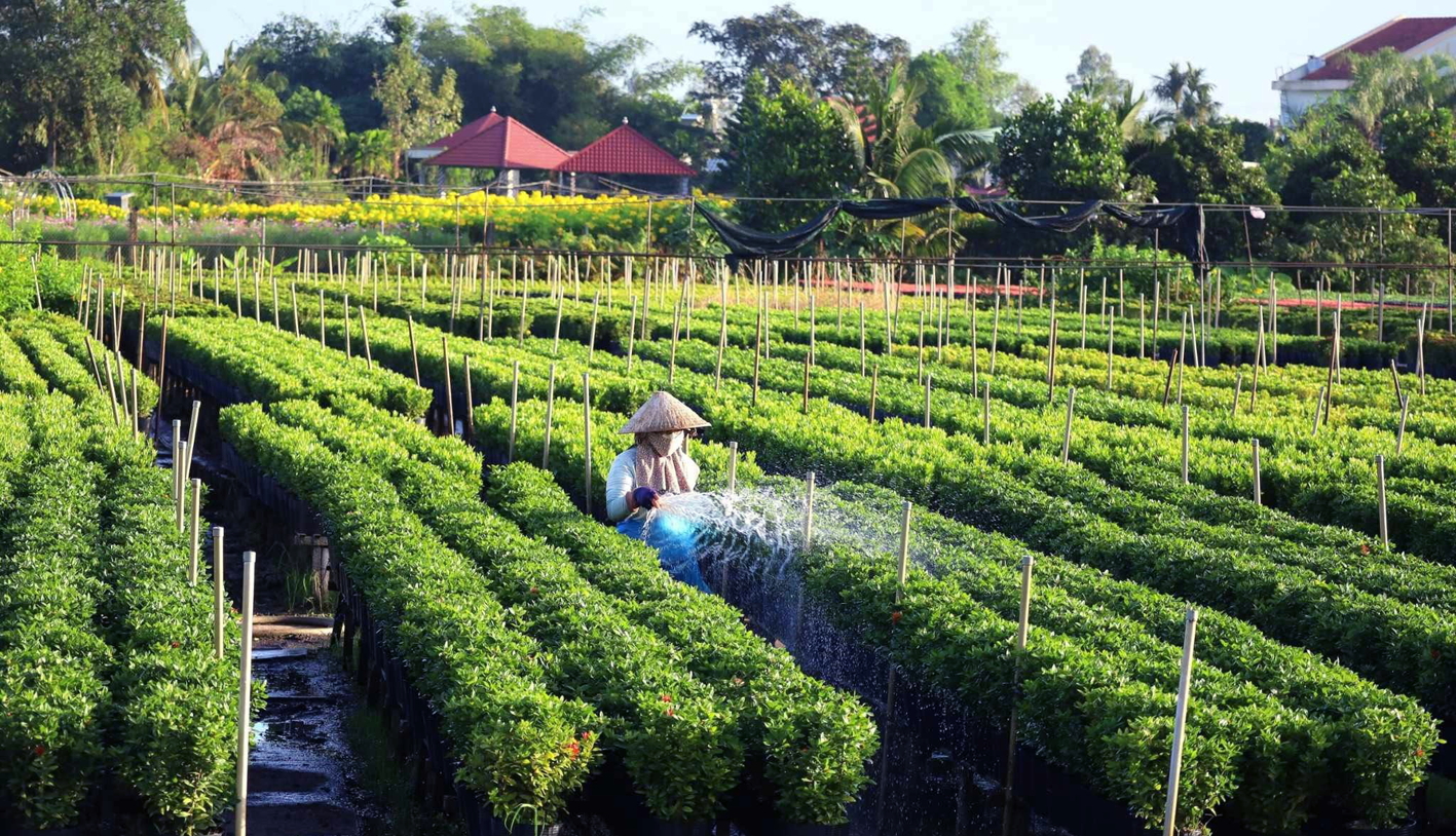 Người trồng hoa tết năm nay chủ động giảm sản lượng do lo lắng về sức mua của thị trường. Trong ảnh: Nông dân chăm sóc hoa kiểng ở TP Sa Đéc, tỉnh Đồng Tháp - ẢNH: VĂN PHƯỚC
