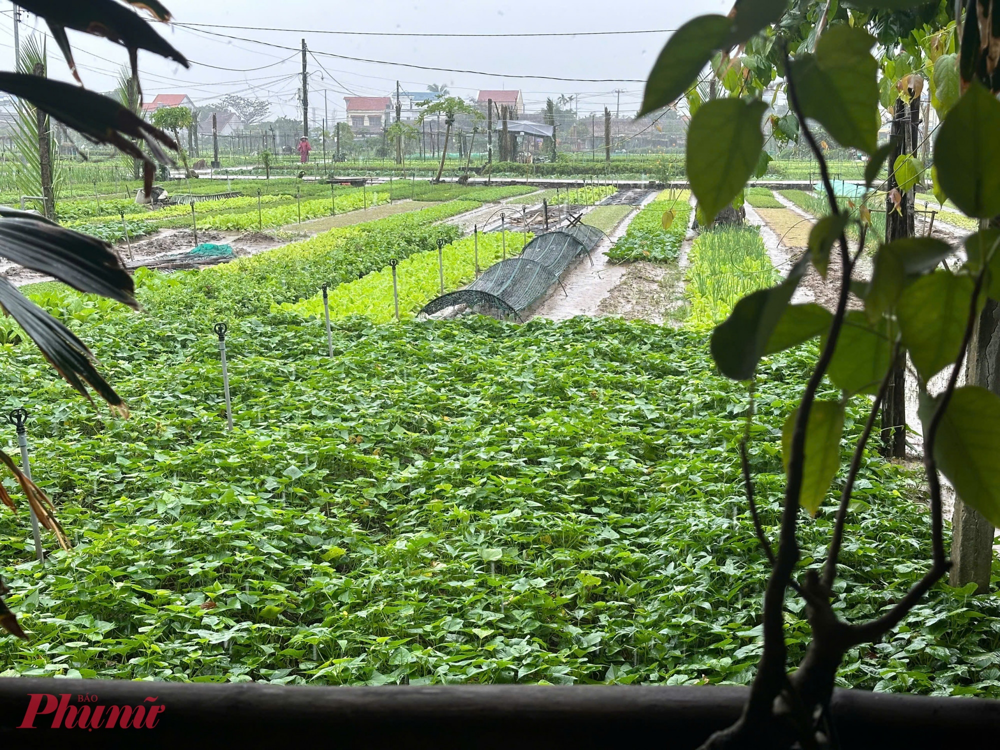 Trong chương trình tham quan, các đại biểu đã hòa mình vào không gian đồng quê yên ả, thoang thoảng hương thơm của các loại rau gia vị