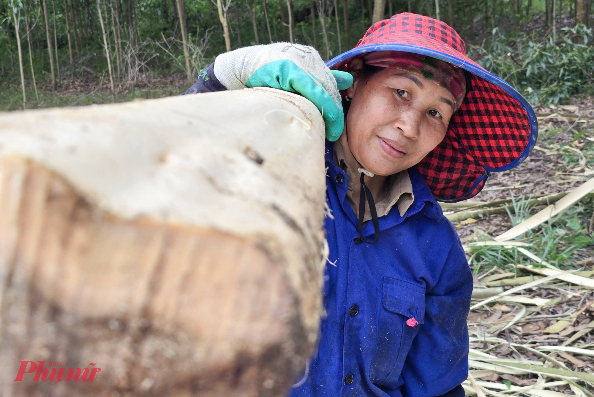 Theo bà Thuyên, nghề “phu keo” cho thu nhập khá nhưng cũng rất vất vả và không ít rủi ro. Mùa hè, nắng nóng gay gắt cộng với gió Lào khiến nhiều người phải bỏ cuộc vì không trụ được. Mùa mưa thì cây keo bị ngấm nước, nặng và trơn trượt, rất dễ xảy ra tai nạn khi vận chuyển.